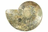 Cut & Polished Ammonite Fossil (Half) - Madagascar #266544-1